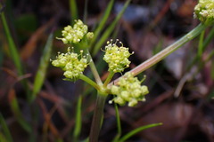 Lomatium observatorium