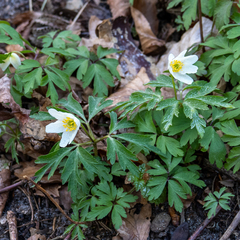Anemonoides nemorosa