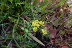 Lomatium observatorium