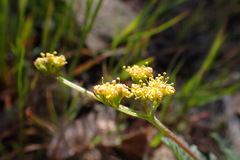 Lomatium observatorium