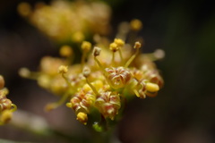 Lomatium observatorium