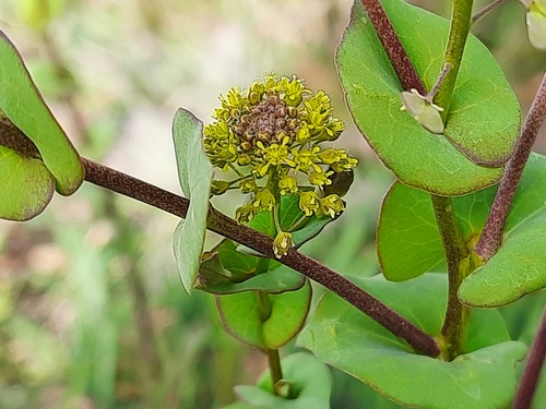 clasping pepperweed