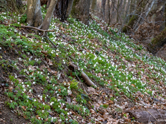 Anemonoides nemorosa