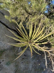 Yucca schidigera