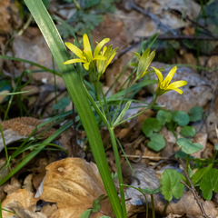 Gagea lutea