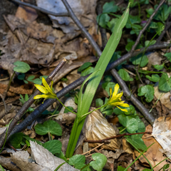 Gagea lutea