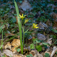 Gagea lutea