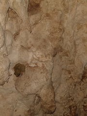 Craugastor yucatanensis