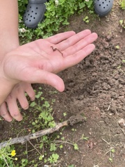 Lumbricus terrestris