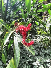 Alpinia purpurata