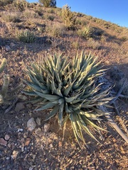 Agave deserti