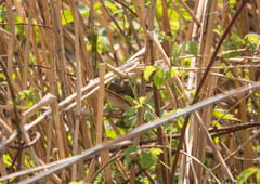 Acrocephalus schoenobaenus