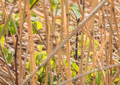 Acrocephalus schoenobaenus