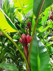 Alpinia purpurata