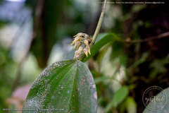 Pleurothallis ruscifolia