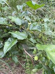 Passifloraceae
