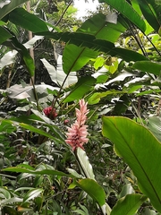 Alpinia purpurata