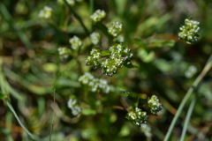 Valerianella carinata