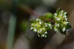 Valerianella carinata