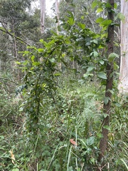 Passifloraceae