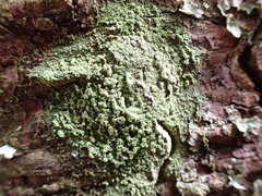 Pilocarpaceae