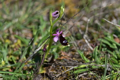 Ophrys bertolonii