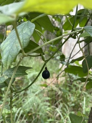 Passifloraceae