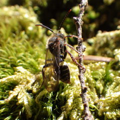 Nomada gracilis