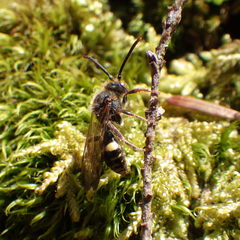 Nomada gracilis