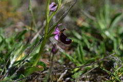 Ophrys bertolonii