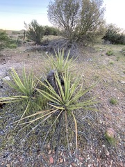 Yucca schidigera