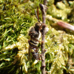 Nomada gracilis