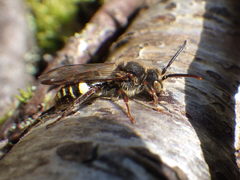 Nomada gracilis