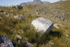 Grubbia tomentosa