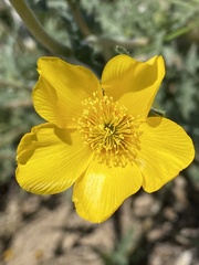 Mentzelia gracilenta