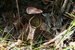Nepenthes rafflesiana