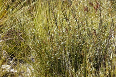 Grubbia tomentosa