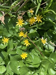 Ficaria verna