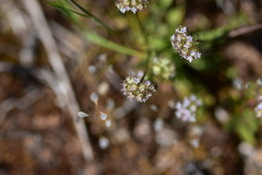 Valerianella discoidea