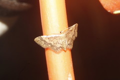 Idaea furciferata