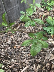 Parthenocissus quinquefolia