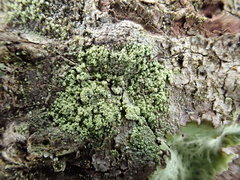 Pilocarpaceae