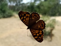 Pararge aegeria