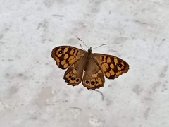 Pararge aegeria