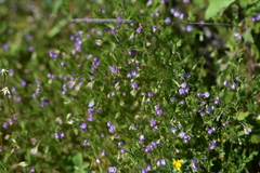 Vicia lentoides