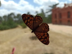 Pararge aegeria