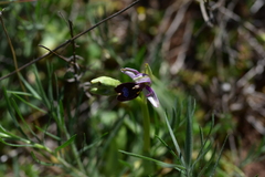 Ophrys bertolonii