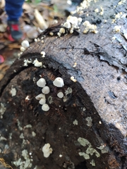 Coprinellus disseminatus