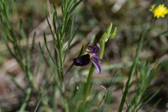 Ophrys bertolonii