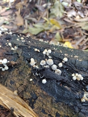 Coprinellus disseminatus